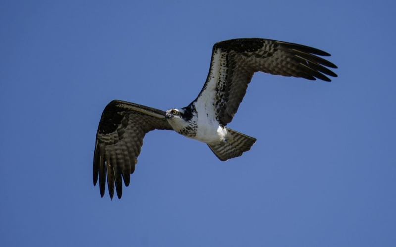 Un avión de la Marina de los EE. UU. chocó con un pájaro y se estrelló contra una casa (video)