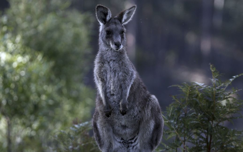 Un canguro mató a su dueño en Australia /></p>
<p><strong>Australiano muere tras ser atacado por un canguro que tenía como mascota.</strong></p>
<p>Residentes de la ciudad australiana de Albany encontraron a sus 77 años -viejo vecino muerto, presuntamente atacado por un <strong>canguro.</strong></p>
<p>Así lo informa la BBC.</p>
<p>Cuando la ambulancia llegó al lugar, el canguro impidió ellos de ayudar al hombre. La policía tuvo que dispararle al canguro porque se decidió que amenazaba a los rescatistas.</p>
<p>La policía cree que el hombre tenía un animal salvaje como mascota y, posteriormente, atacó y mató al canguro.</p>
<p> < p>B Australia es el hogar de unos 50 millones de canguros, que pueden pesar hasta 90 kg y alcanzar los 2 metros. Pero los ataques fatales son raros: este es el primer caso reportado en Australia desde 1936.</p>
<h4>Temas relacionados:</h4>
<p>Publicidad</p>
<!-- AddThis Advanced Settings above via filter on the_content --><!-- AddThis Advanced Settings below via filter on the_content --><!-- AddThis Advanced Settings generic via filter on the_content --><!-- AddThis Related Posts below via filter on the_content --><div class=