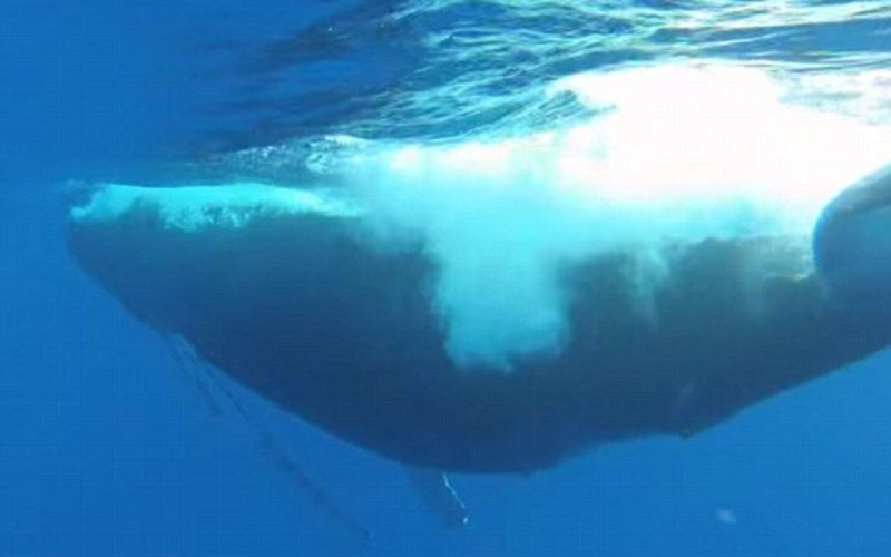 Cerca de 500 ballenas varadas han muerto en las islas de Nueva Zelanda