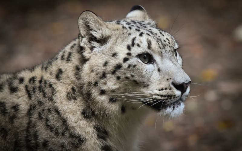 En India, unas 15 personas resultaron heridas por un ataque de leopardo (video)