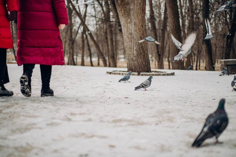 Nieve y aguanieve: pronóstico del tiempo en Ucrania para el 27 de enero