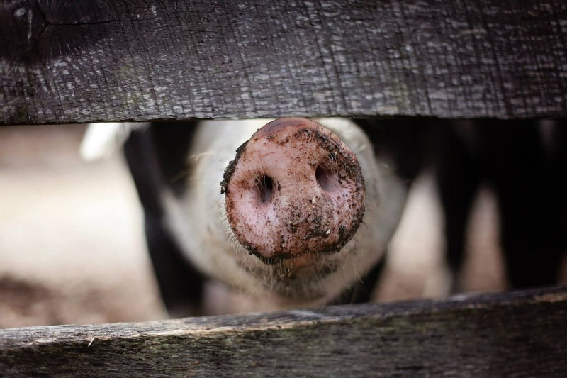 En Hong Kong, un cerdo mató a un carnicero que quería sacrificarlo