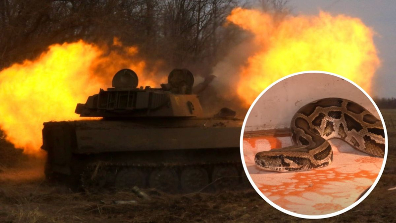 En la región de Kharkiv, los invasores robaron una pitón de una casa de baños y la dejaron en un tanque en llamas 