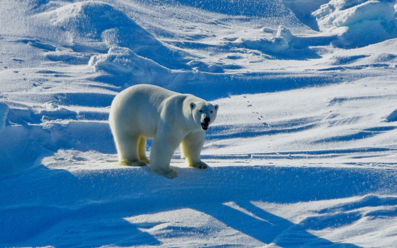 En Alaska, un polo oso desgarró a dos personas