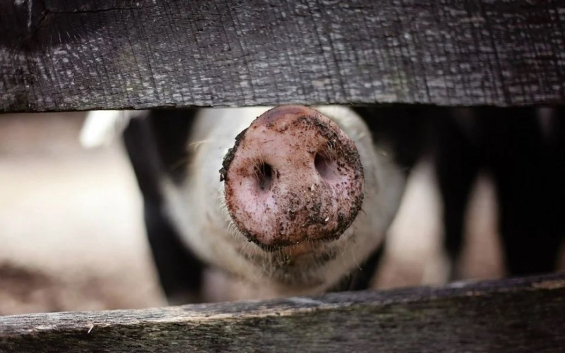 En un matadero industrial, un cerdo mató a un carnicero que quería sacrificarlo