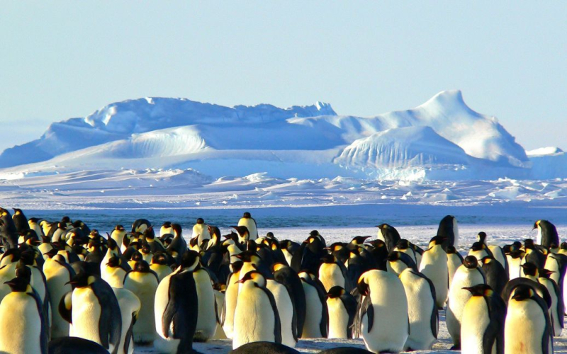 La estación ucraniana en la Antártida está siendo 'atacada' por pingüinos: tenemos que cavar zanjas protectoras (video)