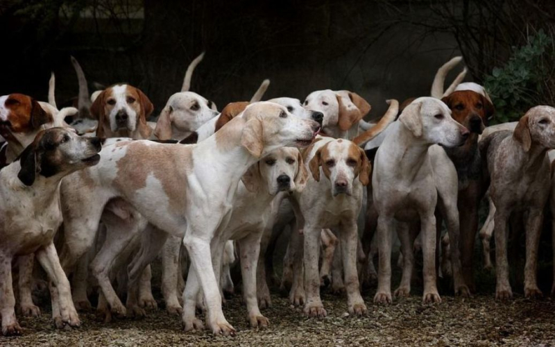 B Un hombre murió en EE.UU. salvando a 10 perros de un incendio