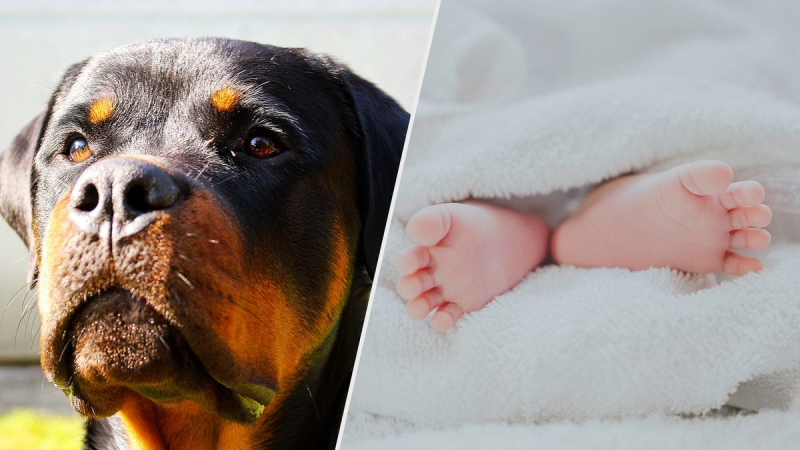 Rottweilers mataron al bebé: la niña tenía solo 5 semanas