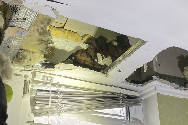 140 murciélagos encontrados en el balcón de un apartamento en Dnipro: fotos impactantes