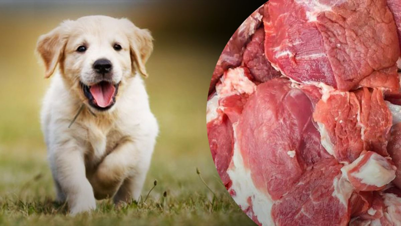El dueño de una tienda de Hong Kong vendía carne de perro y gato: la policía está investigando
