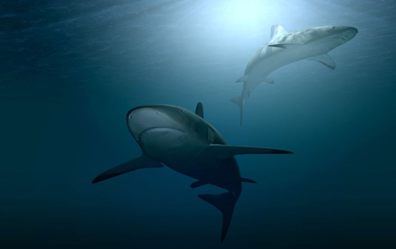 En Nueva Caledonia, un tiburón mordió las extremidades de un turista frente a los turistas