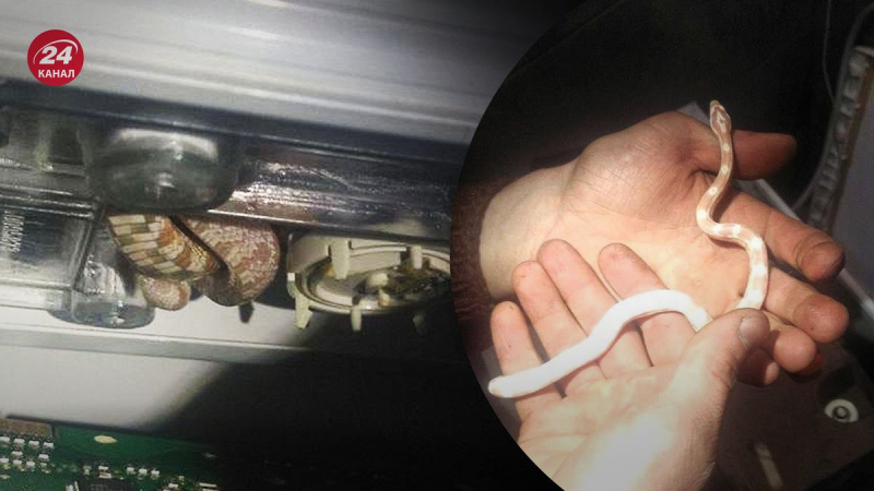 Como en una película de terror: una serpiente se metió en una lavadora en un edificio alto en Kiev