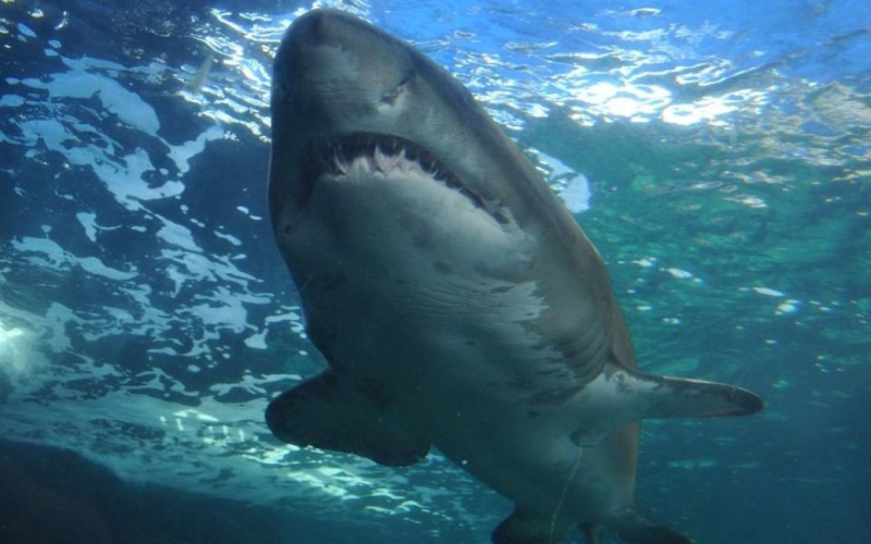 Blanco tiburón atacó a hombre y le mordió la cabeza