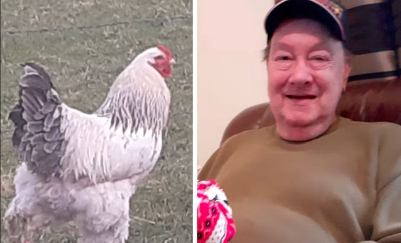 Litros de sangre perdidos: un gallo mató a un hombre en Irlanda