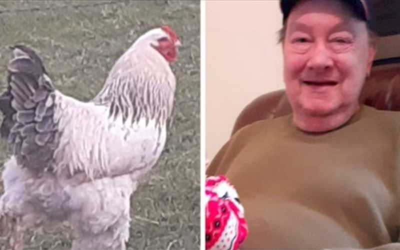 Agricultor muere después de ser fatalmente golpeado por un gallo