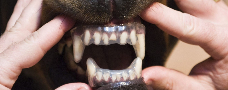 Abalanzarse dos Rottweilers: perros de pelea mordieron a un bebé hasta matarlo