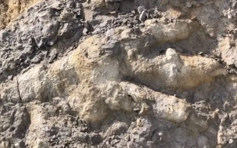 В Великобритании на пляже женщина нашла рекордный след динозавра, которому более 160 миллионов лет: фото