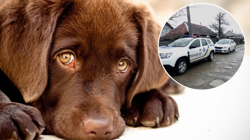 Un hombre mató brutalmente a un perro en la región de los Cárpatos: la policía se lo llevó