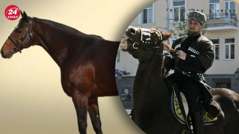 Un caballo pura sangre que pertenecía a Kadyrov fue robado en la República Checa, medios