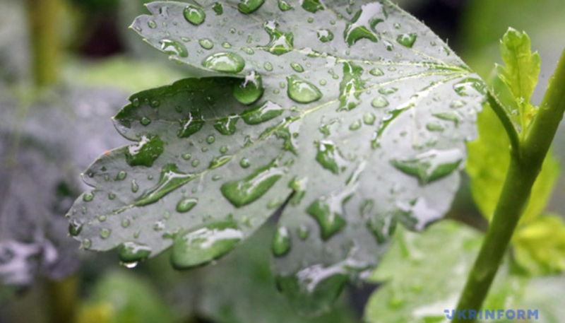 Lluvia ligera y aguanieve: pronóstico del tiempo en Ucrania para el 10 de marzo