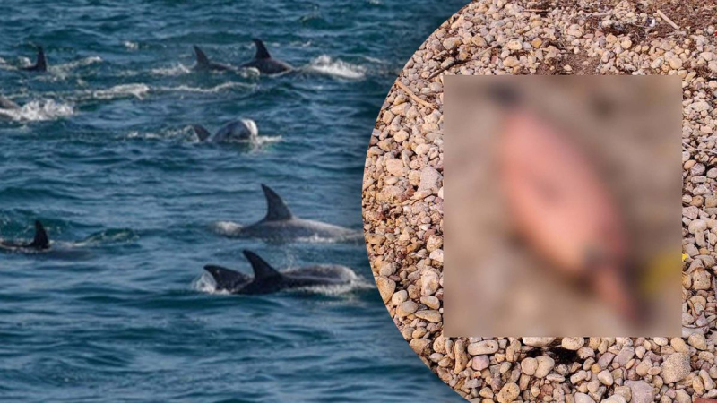 Encontrados cadáveres de delfines en Crimea: terribles imágenes de las consecuencias de la agresión del Kremlin