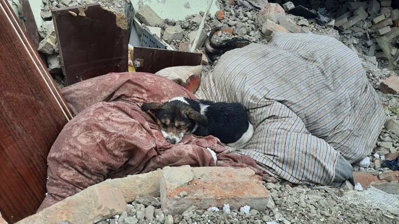 Un perro duerme sobre las ruinas de una casa destruida en la región de Lviv: sus dueños murieron