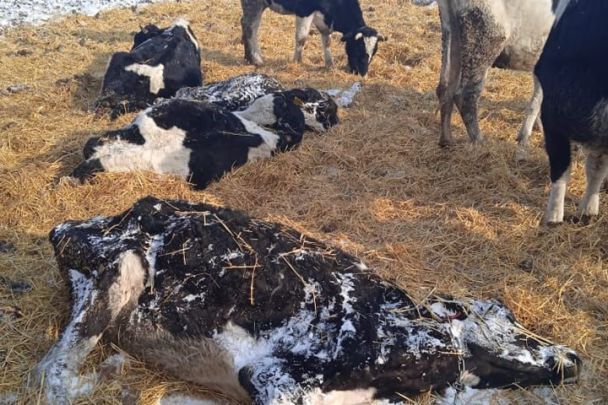 Murió de hambre de cientos de vacas: foto