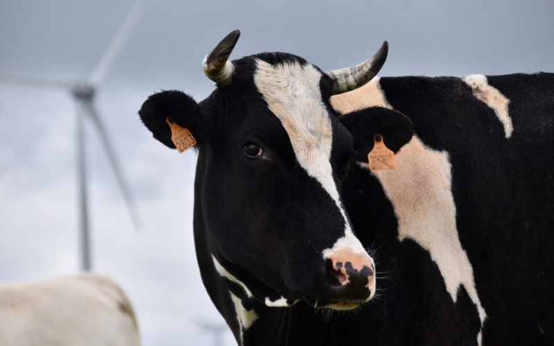 En Rusia, cientos de vacas murieron de hambre en una granja: foto