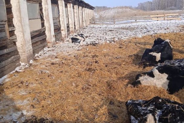 En Rusia cientos de vacas muertas de hambre en la granja: foto