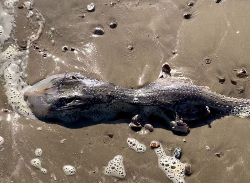 Una misteriosa criatura marina parecida a un extraterrestre varada en una playa de Gran Bretaña: fotos impactantes