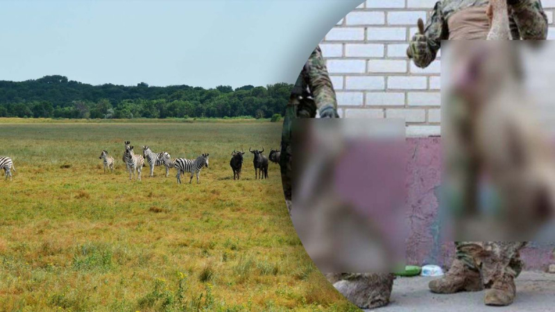 Los ocupantes mataron animales incluidos en la lista roja en Askania-Nova y lo publicaron en línea: la UAF respondió 