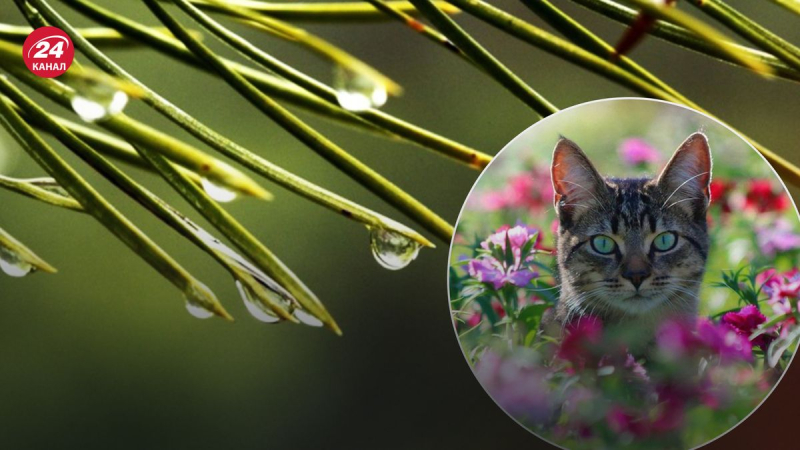 Casi sin precipitaciones, pero con heladas: pronóstico del tiempo en Ucrania para el 1 de mayo