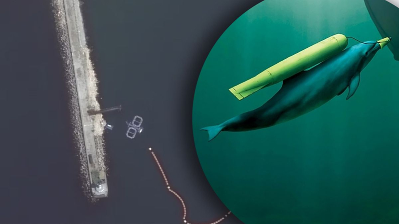 Rusia desplegó delfines de combate en defensa después de las explosiones de Sebastopol, Noticias Navales