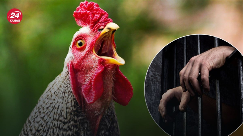 Pena de prisión por asustar a las gallinas: un curioso crimen en China