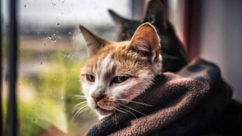 Habrá una ola de frío y tormentas eléctricas: pronóstico del tiempo en Ucrania para el 26 de abril