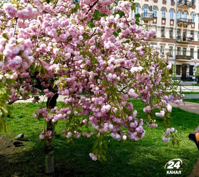 La capital: en flor de cerezo: un fantástico ensayo fotográfico de Kiev