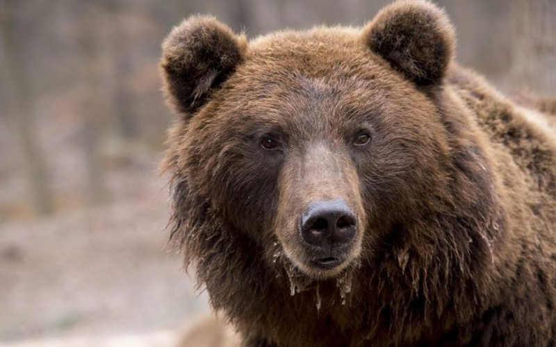 El oso mató al tipo justo durante la carrera: qué pasará con el animal