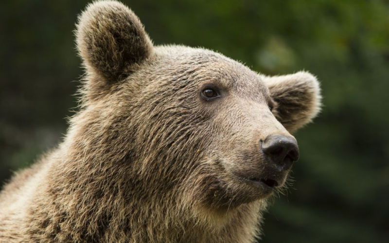 En Italia, osos destrozaron a un estudiante mientras trotaba