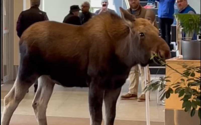 Entré por un bocado para comer: un alce visitó un hospital en Alaska (video)