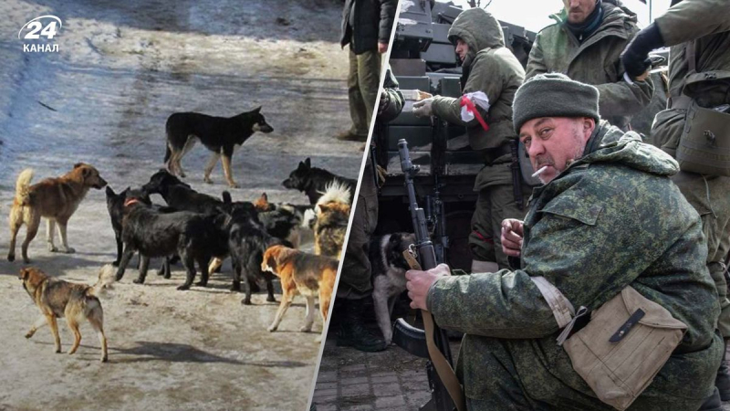 "Disposición" todo lo que se interponga: Rusia quiere enviar perros callejeros a la guerra 