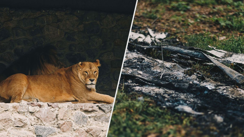 Pasto chamuscado y animales asustados: cómo se ve el zoológico de Kiev después de la caída de escombros de cohetes