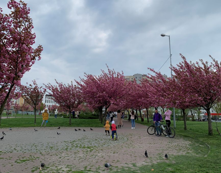 Flores de cerezo en Lviv en Sykhiv: ensayo fotográfico de flores