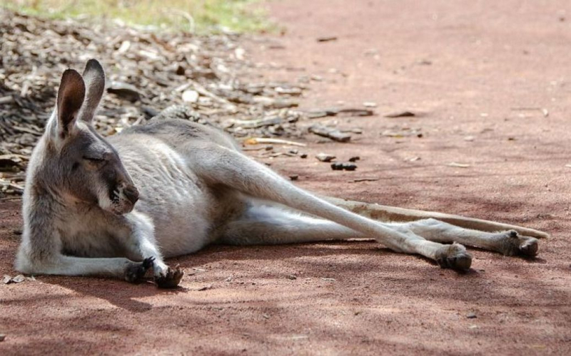 Para que no se mueran de hambre: quieren fusilar canguros en Australia