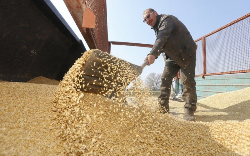 Otro país decidió limitar las importaciones de cereales de Ucrania: lo que se sabe