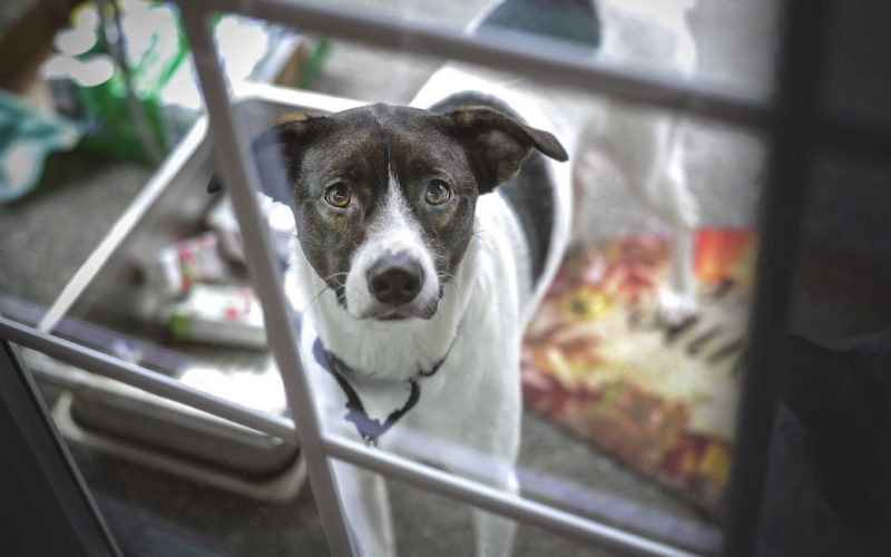 В A Rusia ya se le está ofreciendo enviar perros callejeros al frente