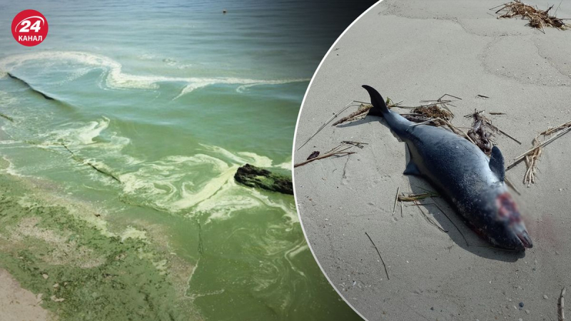 Los delfines están muriendo en la región de Odessa: cuerpos de animales son arrastrados a la costa
