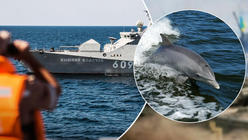 Rusia ha reforzado la seguridad de la Flota del Mar Negro: cómo los delfines cubren los barcos de los invasores 