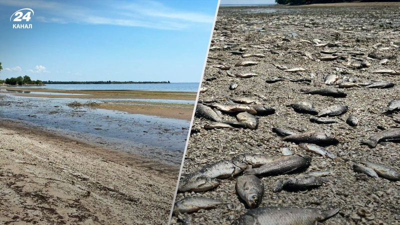 En algunos lugares, el agua retrocedió 300 metros: imágenes del pueblo donde había un matanza masiva de peces