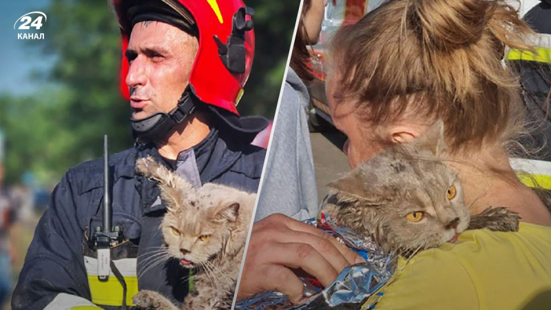 Los gatos Leo y Myshka fueron rescatados: espeluznantes imágenes debajo de un edificio de gran altura en Kiev donde ocurrió la explosión