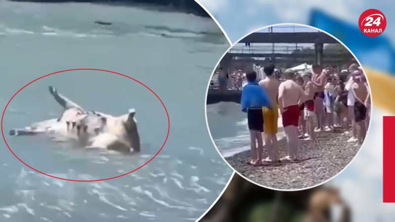 Terribles consecuencias de la explosión de la central hidroeléctrica Kakhovskaya: cadáveres de cerdos navegaron a las costas de Sujumi en Abjasia